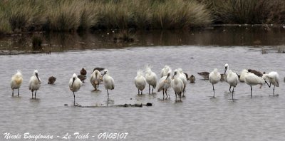 EURASIAN SPOONBILL flock