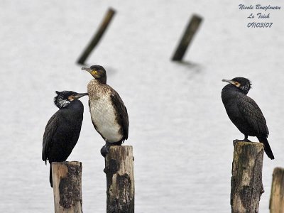 GREAT CORMORANTS adults and young