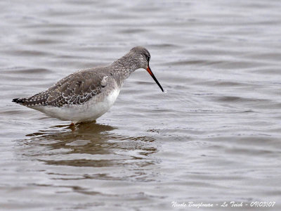 SPOTTED REDSHANK
