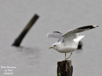 MEW GULL