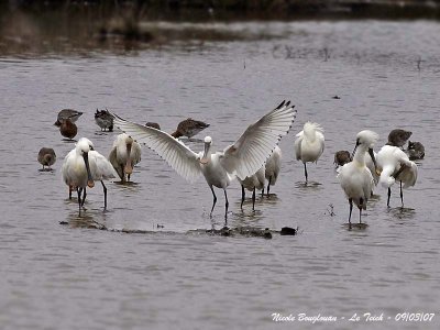 EURASIAN SPOONBILL flock