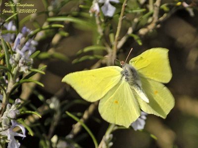 BRIMSTONE GONEPTERIX RHAMNI  LE CITRON