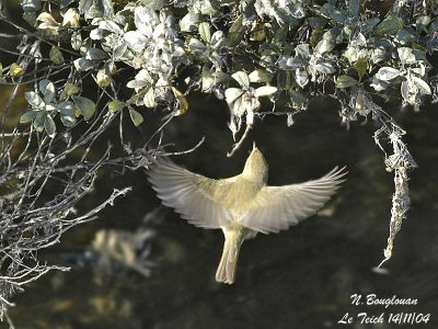 CHIFFCHAFF