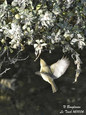 CHIFFCHAFF