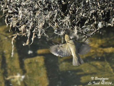 CHIFFCHAFF