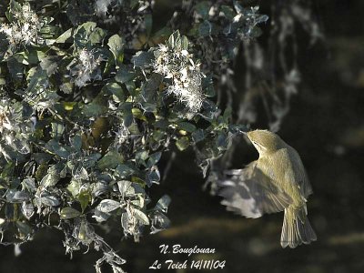 CHIFFCHAFF