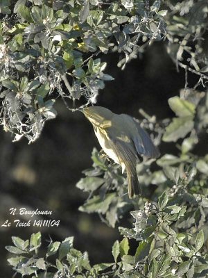 CHIFFCHAFF
