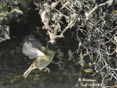 CHIFFCHAFF