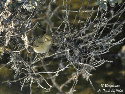 CHIFFCHAFF