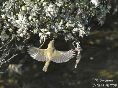 CHIFFCHAFF