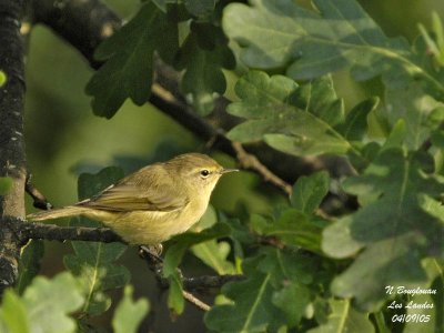 CHIFFCHAFF