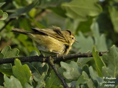 CHIFFCHAFF