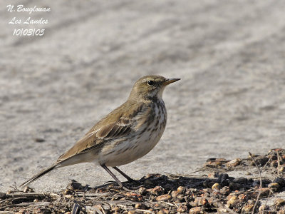 WATER PIPIT - ANTHUS SPINOLETTA - PIPIT SPIONCELLE