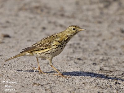 MEADOW-PIPIT