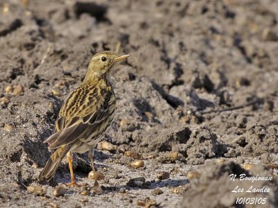 MEADOW-PIPIT