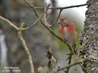 COMMON LINNET MALE