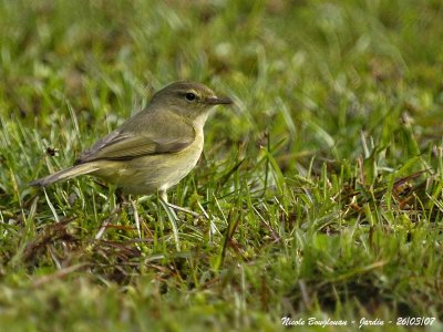 CHIFFCHAFF