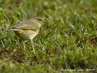 CHIFFCHAFF