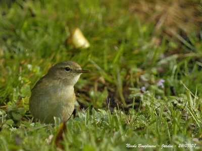 CHIFFCHAFF