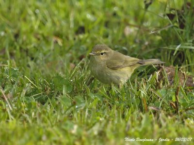 CHIFFCHAFF