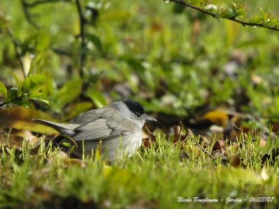 BLACKCAP Male