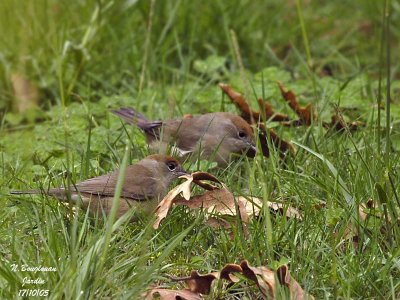 BLACKCAP-female