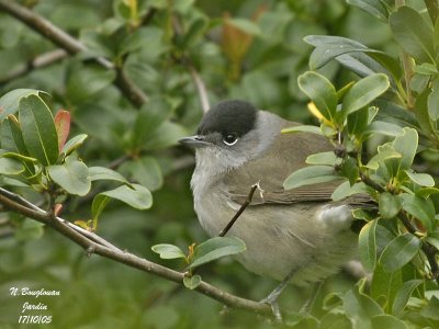 BLACKCAP-male