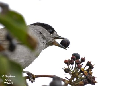 BLACKCAP-male