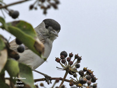 BLACKCAP-male