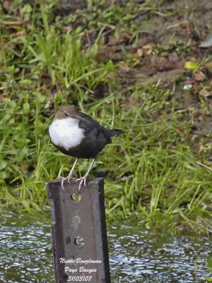 White-throated Dipper - Cinclus cinclus - Cincle Plongeur