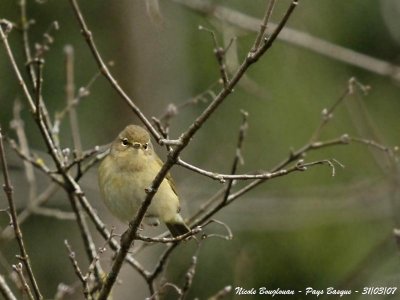 CHIFFCHAFF