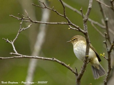 CHIFFCHAFF