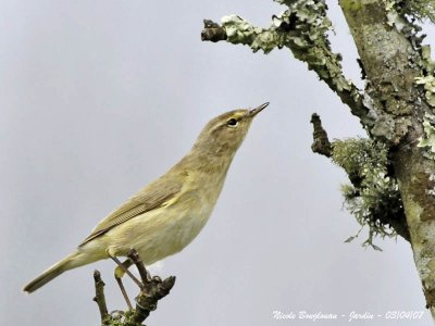 CHIFFCHAFF
