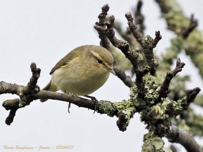 CHIFFCHAFF