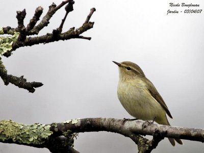 CHIFFCHAFF