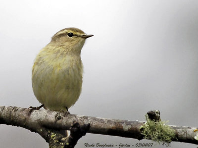 CHIFFCHAFF