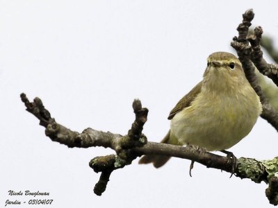 CHIFFCHAFF