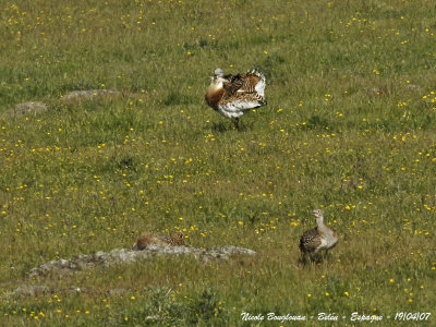 Great Bustard pair