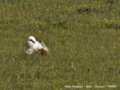 Great Bustard male displays