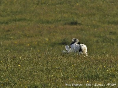 Great Bustard male displays