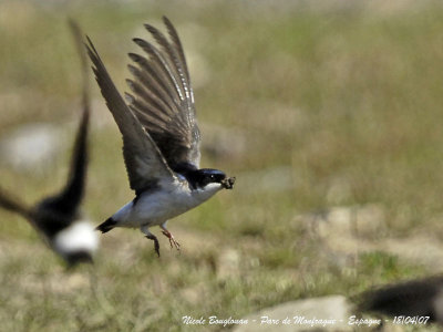 COMMON HOUSE MARTIN - DELICHON URBICUM - HIRONDELLE DE FENETRE