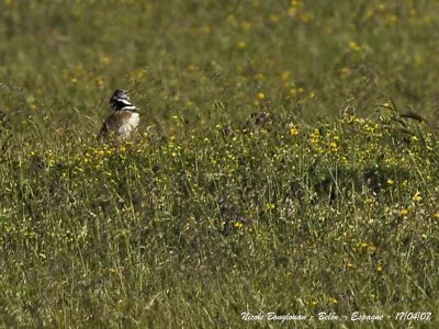 Little Bustard