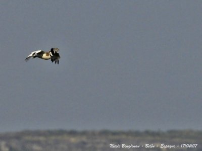 Little Bustard