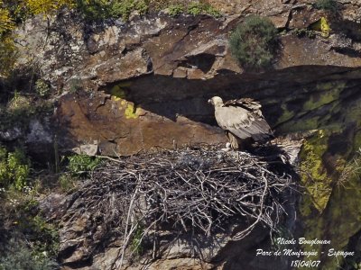 Griffon Vulture at nest with chick