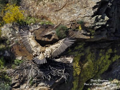 Griffon Vulture arriving at nest