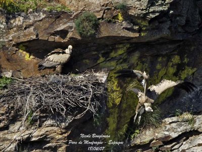 Griffon Vulture leaving the nest