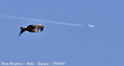 Griffon Vulture and plane