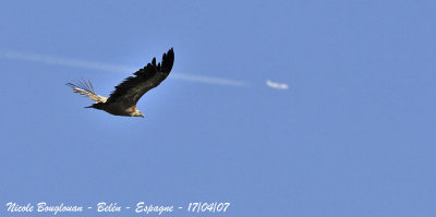 Griffon Vulture and plane