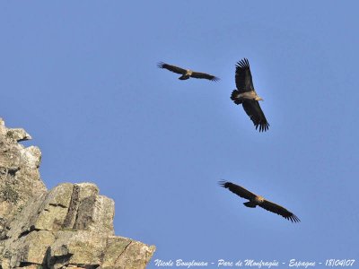 Griffon Vulture circling in thermal currents