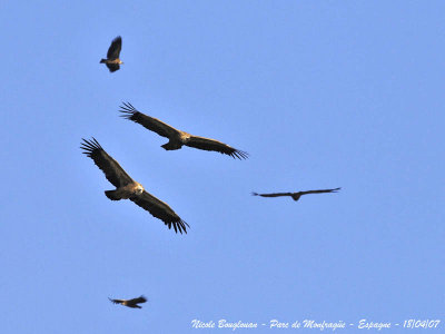 Griffon Vulture circling in thermal currents